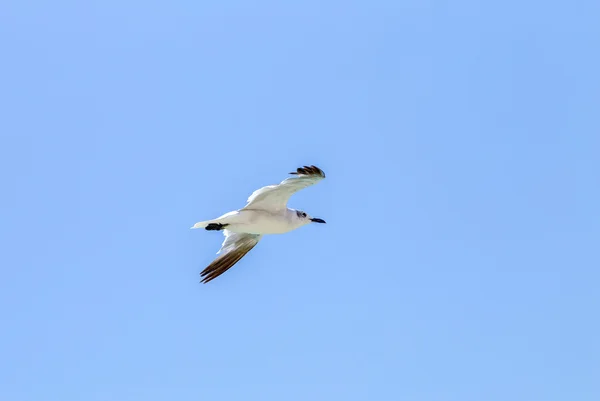 Möwe fliegt in den blauen Himmel — Stockfoto