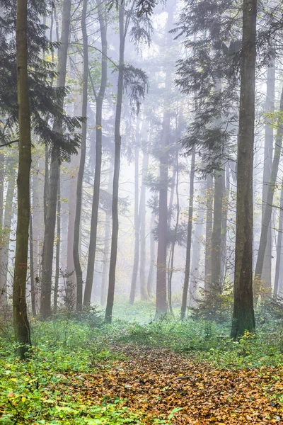 Detalle de los árboles en el bosque brumoso — Foto de Stock