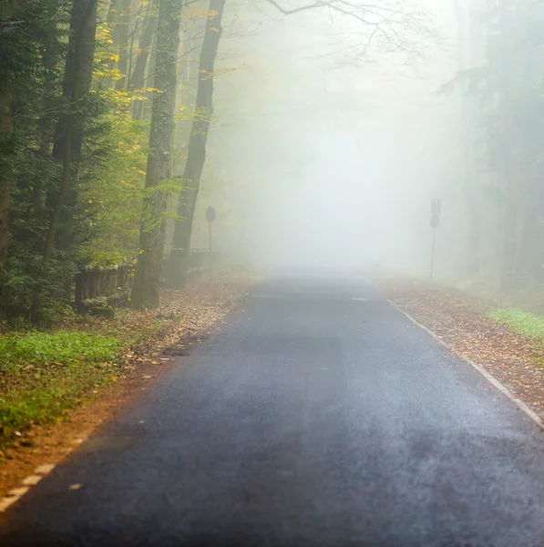 Alley in fog with trees in autumn — Stock Photo, Image