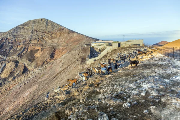 Gregge di capre in montagna — Foto Stock