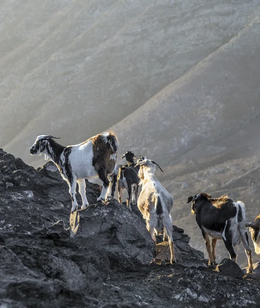 Rebanho de cabras nas montanhas — Fotografia de Stock