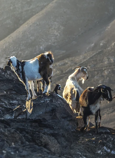 Rebanho de cabras nas montanhas — Fotografia de Stock