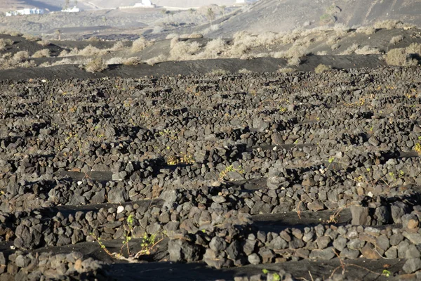 Vinhas em La Geria, Lanzarote — Fotografia de Stock