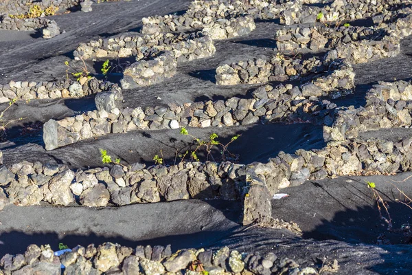 La Geria, Lanzarote üzüm bağları — Stok fotoğraf