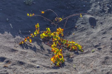 La Geria bağ alanında Lanzarote