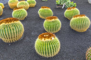 Echinocactus grusonii, kaktüs Güney hemisp tipik yığını