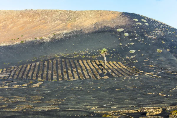 棕榈树在火山 wineyard 区 la 阿尔及利亚在兰萨罗特岛 — 图库照片