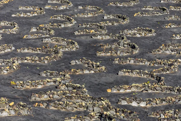 Área vinícola de La Geria em Lanzarote — Fotografia de Stock