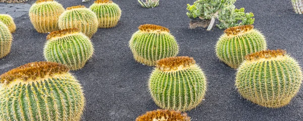 Pilha de Echinocactus grusonii, cacto típico do hemisfério sul — Fotografia de Stock