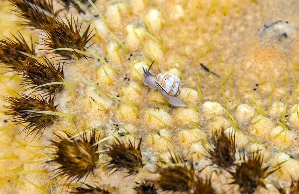 Echinocactus grusonii, kaktüs gezinme slug ile — Stok fotoğraf