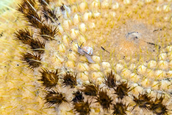 Echinocactus grusonii, cactus with crawling slug — Stock Photo, Image