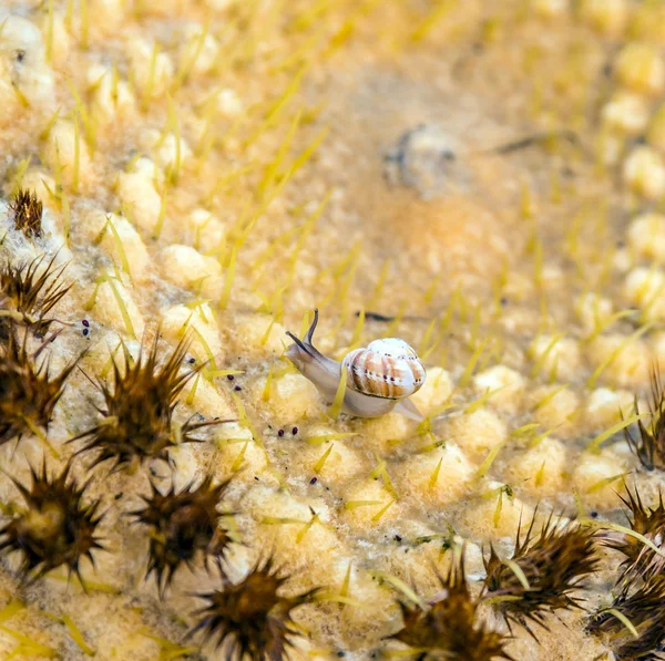 Echinocactus grusonii, kaktüs gezinme slug ile — Stok fotoğraf