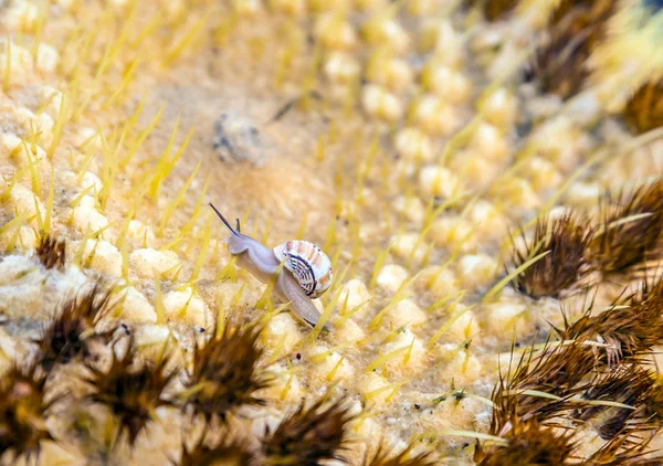 Echinocactus grusonii, cactus with crawling slug — Stock Photo, Image