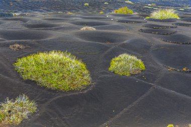  La Geria bağ alanında Lanzarote