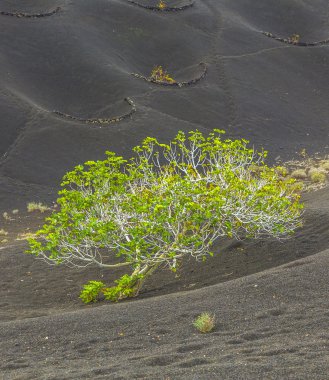  La Geria bağ alanında Lanzarote