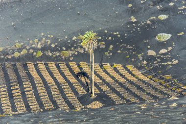 palmiye ağacı içinde volkanik ÜRETIM alan la geria lanzarote 