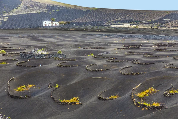 La Geria vineyard area in Lanzarote — Stock Photo, Image