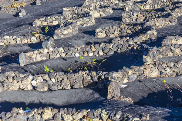 Wijngaarden in La Geria, Lanzarote — Stockfoto