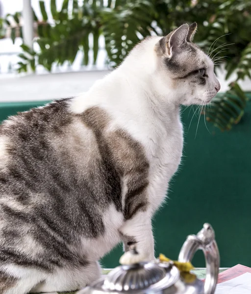 Engraçado gato bonito — Fotografia de Stock