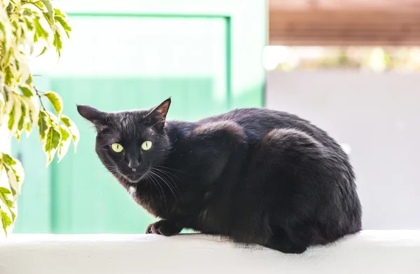 Lustige süße Katze — Stockfoto