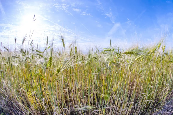 Başak buğday Mısır alanında — Stok fotoğraf