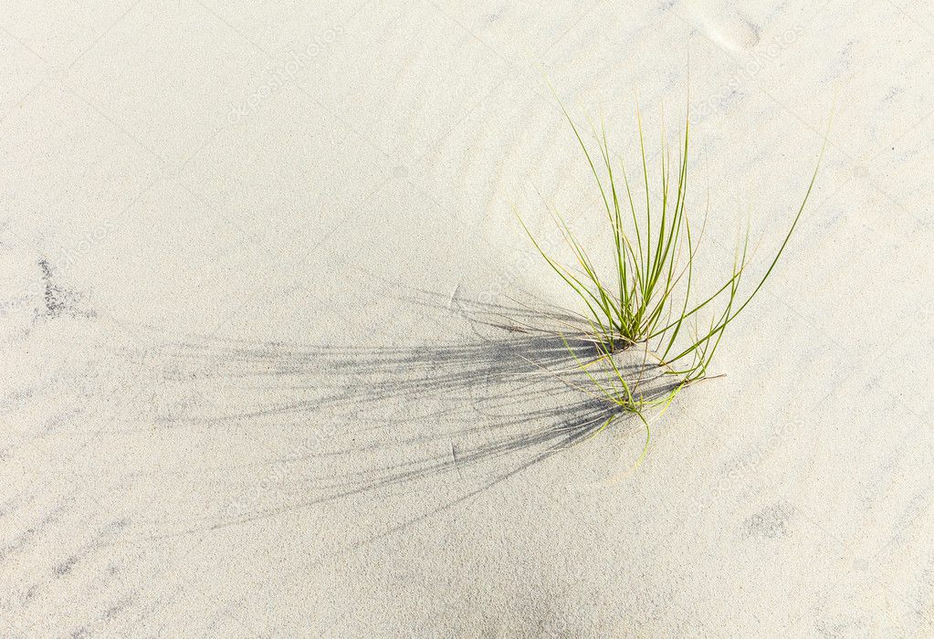 Wind blown grass on sand dune