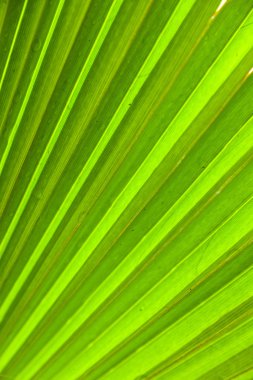 günbatımı güzel palmiye yaprağı doku