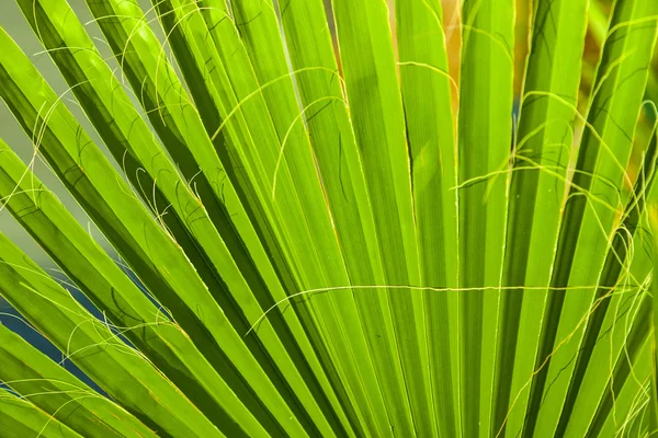 Textura hermosa hoja de palma en la puesta del sol — Foto de Stock