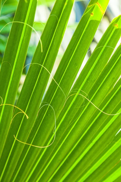 Textura hermosa hoja de palma en la puesta del sol — Foto de Stock