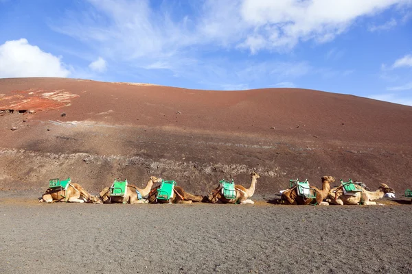 Camels at Timanfaya national park wait for tourists — Stock Photo, Image