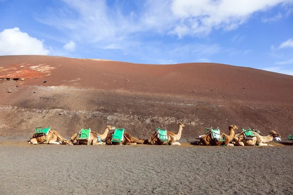 Camellos en el parque nacional de Timanfaya esperan a los turistas —  Fotos de Stock