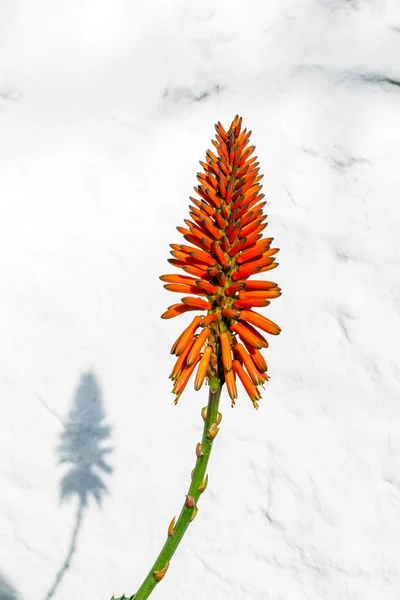 Beautiful Aloe Vera flower — Stock Photo, Image