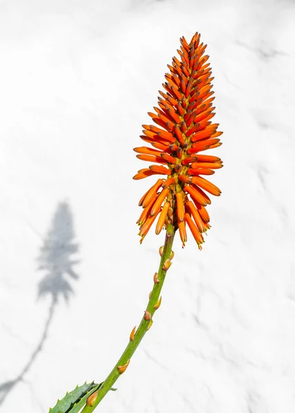 Bellissimo fiore di Aloe Vera — Foto Stock