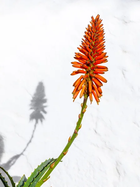 Vackra aloe vera blomma — Stockfoto