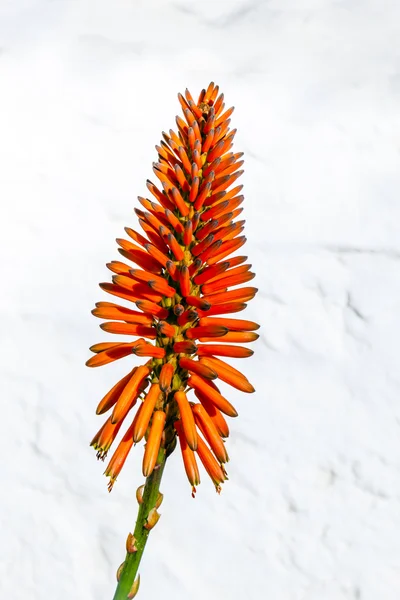 Mooie Aloë vera bloem — Stockfoto