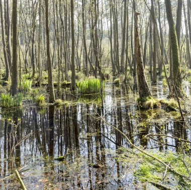 usedom milli park alanında ünlü bataklık 