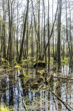 usedom milli park alanında ünlü bataklık 