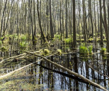 usedom milli park alanında ünlü bataklık 