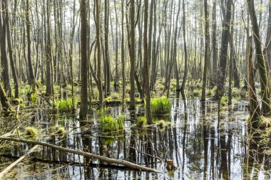 usedom milli park alanında ünlü bataklık 