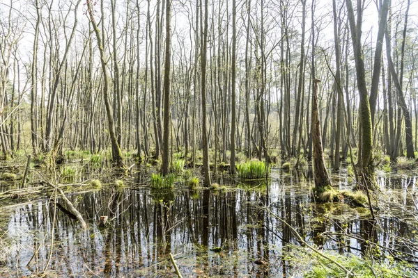 Famous swamp area in usedom national park — Stock Photo, Image