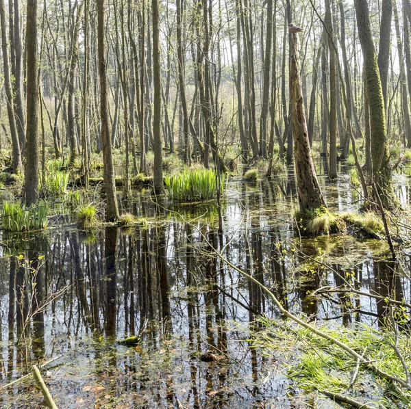 Famous swamp area in usedom national park — Stock Photo, Image
