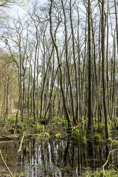 Famous swamp area in usedom national park — Stock Photo, Image