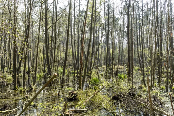 Famous swamp area in usedom national park — Stock Photo, Image