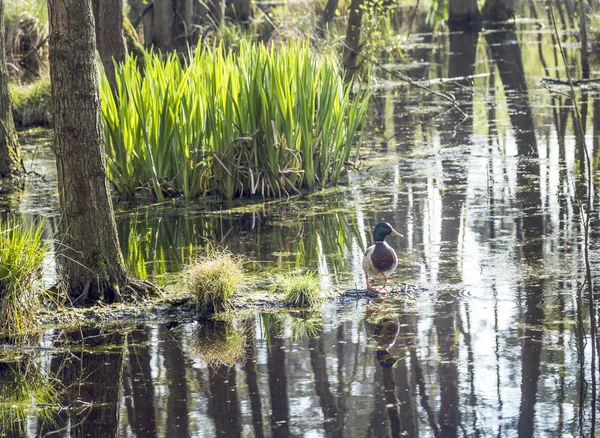 ウーゼドム国立公園で有名な湿地に掘られました。 — ストック写真