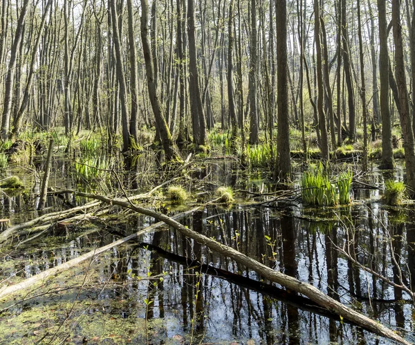 ウーゼドム国立公園で有名な湿地 — ストック写真