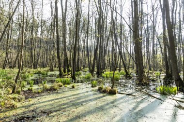 usedom milli park alanında ünlü bataklık 