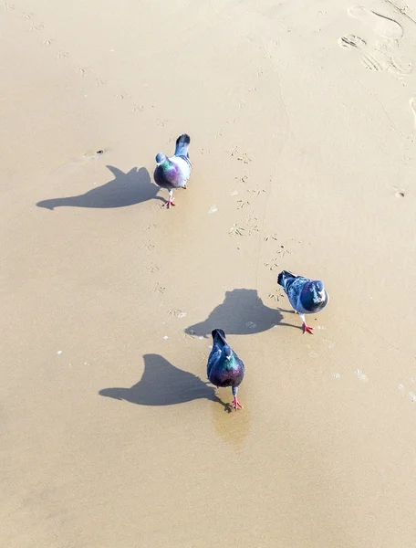 Séta a homokos tengerparton Sea gull madár — Stock Fotó