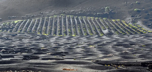 Vineyards in La Geria, Lanzarote, canary islands, Spain. — Stock Photo, Image