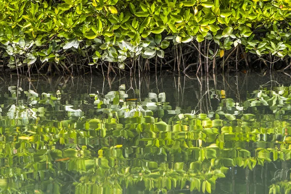 Piękne mangrowe plantacji nad morzem z korzeni Wyświetlono — Zdjęcie stockowe