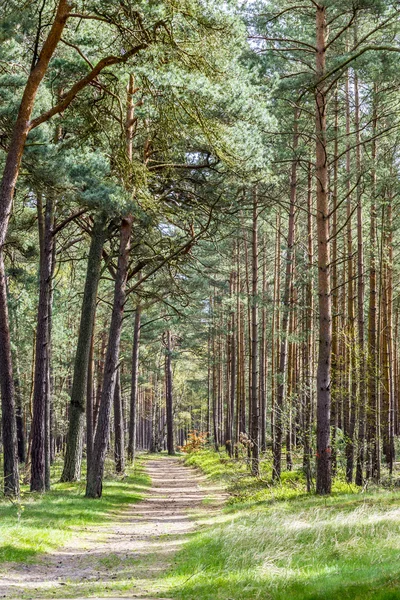 Густой лес в Уседоме — стоковое фото